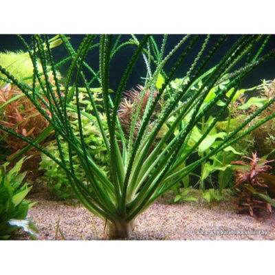 Кринум Волнистый, луковица